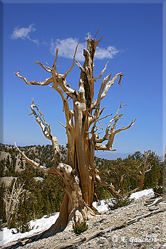 Graziler Ancient Bristlecone